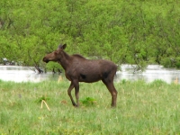 Moose visitor
